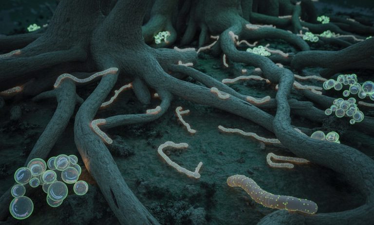 découvrez comment l'environnement micro influence la santé des plantes en 2025 et les pratiques essentielles pour optimiser leur croissance et leur résistance aux maladies.